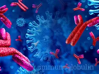 Immunoglobulin