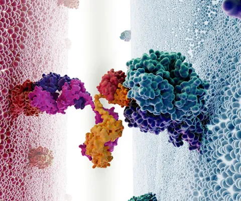 Bispecific Antibody